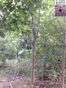 今年10公分白玉蘭價格是多少？