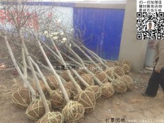 常用規格的白玉蘭樹多少錢？