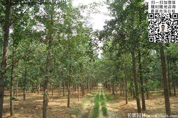 銀杏樹基地 銀杏樹基地