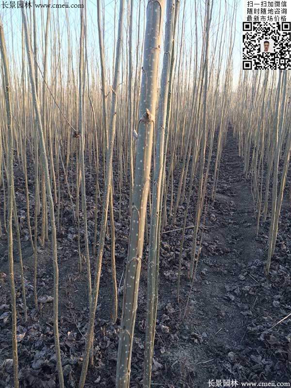 速生楊樹苗107 速生楊樹苗107