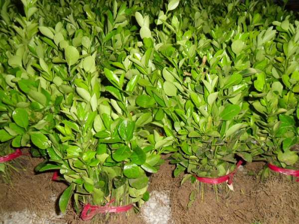 大葉黃楊小苗圖片 大葉黃楊小苗圖片