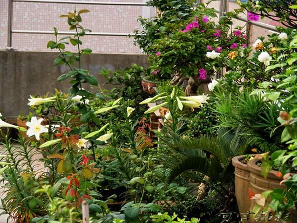 老祖宗的智慧 28條關于養花的諺語