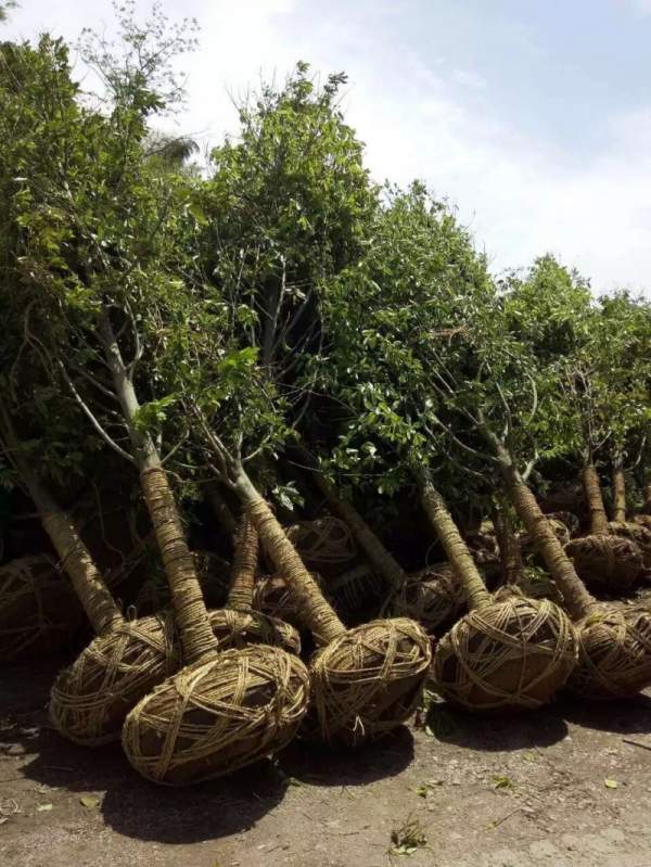 紫玉蘭開花圖片 紫玉蘭開花圖片