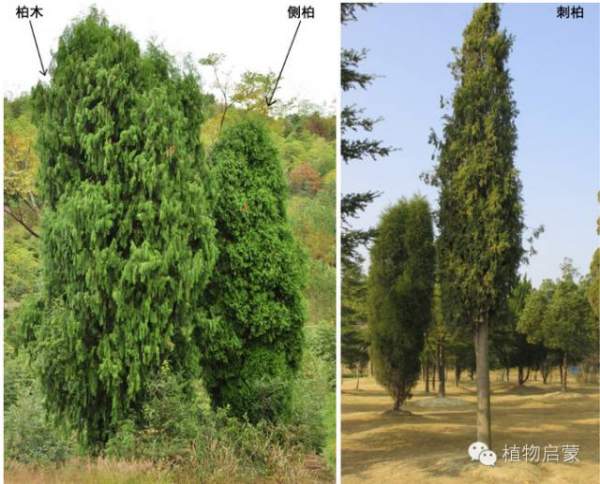 圓柏、刺柏、側柏、柏木以及龍柏的簡易識別法