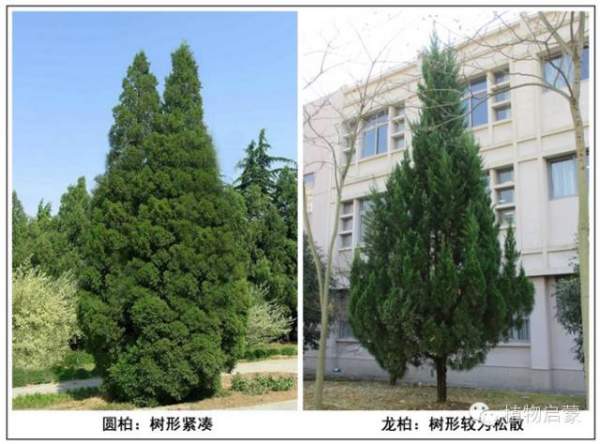 圓柏、刺柏、側柏、柏木以及龍柏的簡易識別法