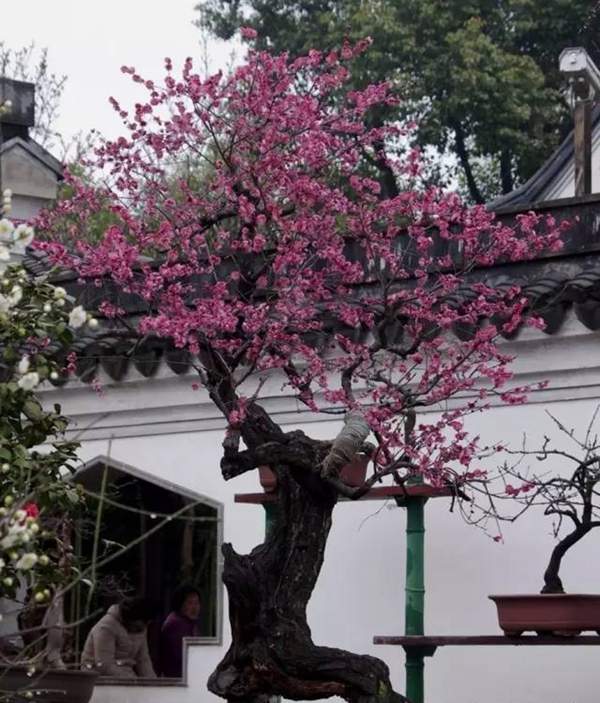 大型的紅梅盆栽 大型的紅梅盆栽