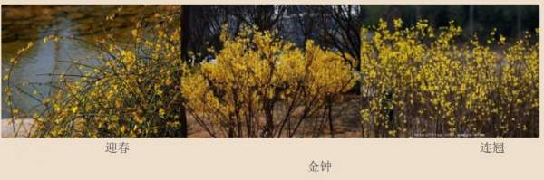 迎春花、金鐘和連翹如何區分？