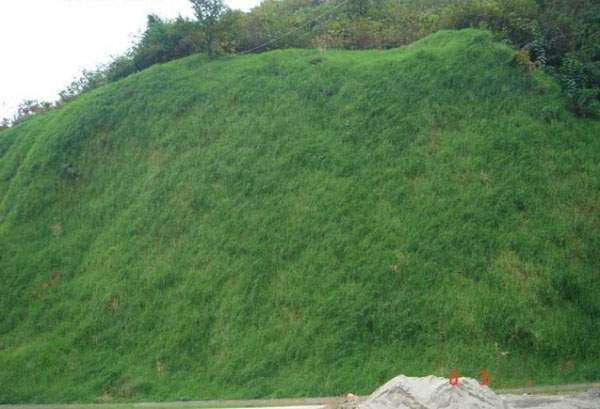 護(hù)坡綠化工程種植草坪后 護(hù)坡綠化工程種植草坪后