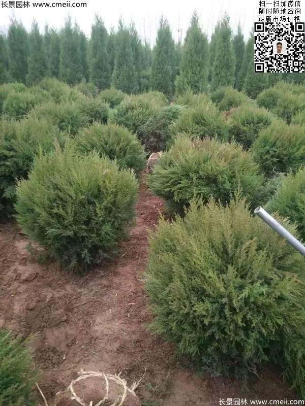 耐寒常綠球類苗木蜀檜球圖片