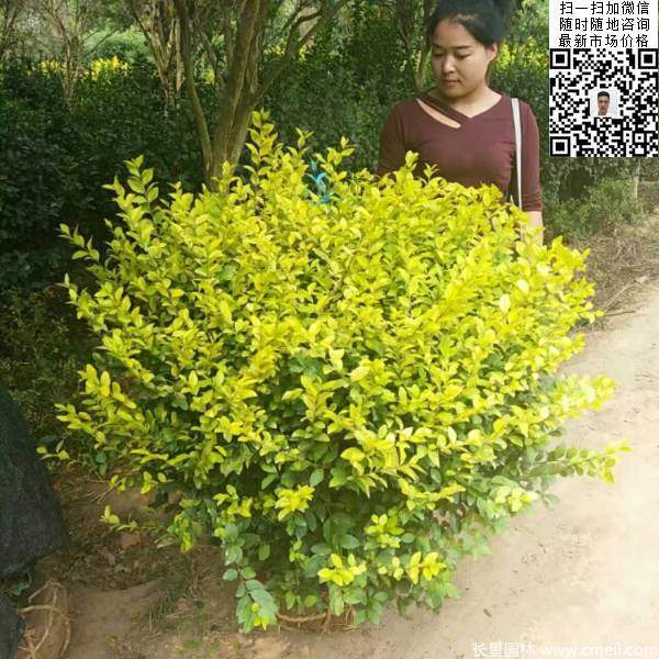 冠幅60公分70公分金葉女貞球圖片