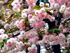 較大的櫻花樹基地，只有你不知道在哪里吧？