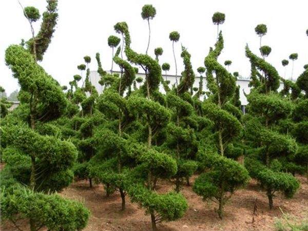 勁爆眼球的檜柏造型，心都醉了