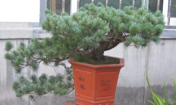 五針?biāo)稍煨?/> </p><p>
	五針?biāo)芍仓贻^矮，生長(zhǎng)緩慢，葉短枝密，姿態(tài)高雅，樹形優(yōu)美，是制作盆景的上乘樹種，制作出的五針?biāo)傻脑煨颓ё税賾B(tài)，觀賞性非常好。</p>
      </div>



      
    </article>
  </main>

</div>
<footer id=