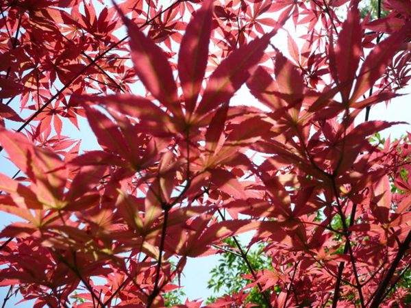 紅楓作衫，白楊為裙，美的傾國傾城！