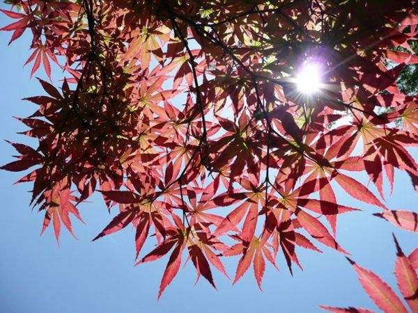 紅楓作衫，白楊為裙，美的傾國傾城！