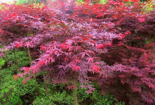 紅楓作衫，白楊為裙，美的傾國傾城！