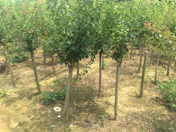 國內(nèi)數(shù)一數(shù)二紅梅花產(chǎn)地,你知道幾個