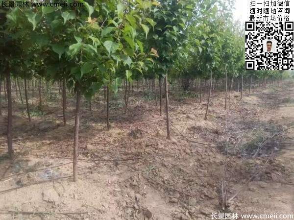 國內(nèi)數(shù)一數(shù)二紅梅花產(chǎn)地,你知道幾個