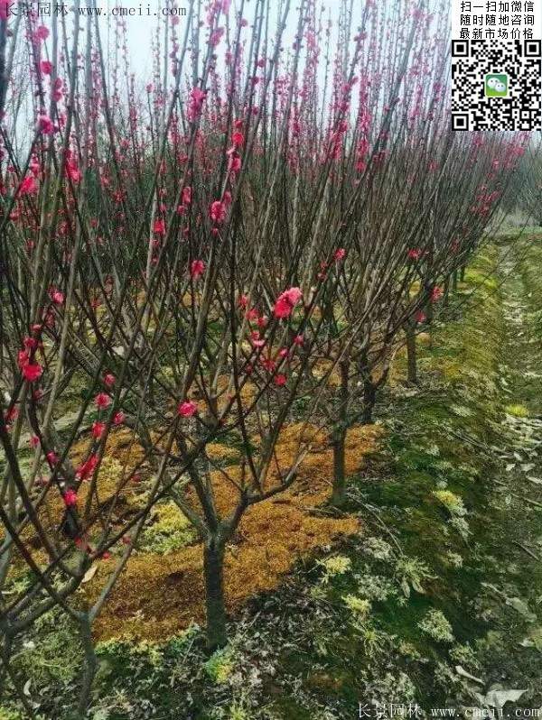 國內(nèi)數(shù)一數(shù)二紅梅花產(chǎn)地,你知道幾個