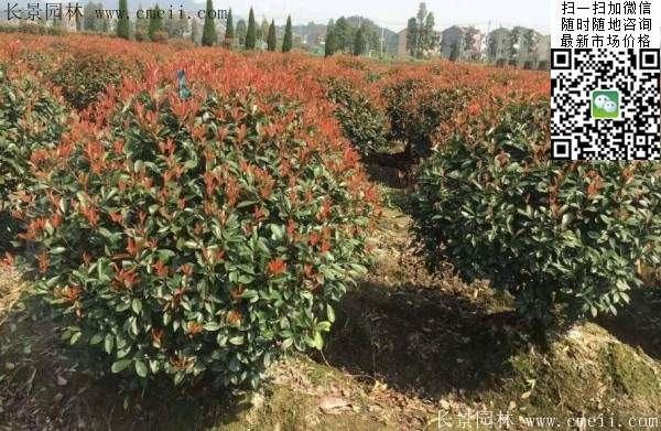 紅葉石楠球--長(zhǎng)景園林 紅葉石楠球--長(zhǎng)景園林