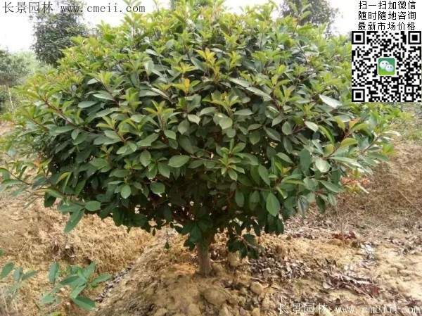 紅葉石楠球--長(zhǎng)景園林 紅葉石楠球--長(zhǎng)景園林