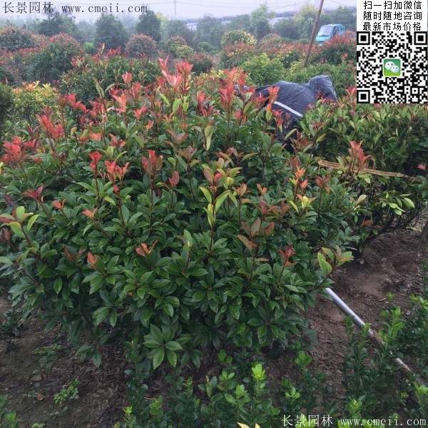 紅葉石楠球--長(zhǎng)景園林 紅葉石楠球--長(zhǎng)景園林