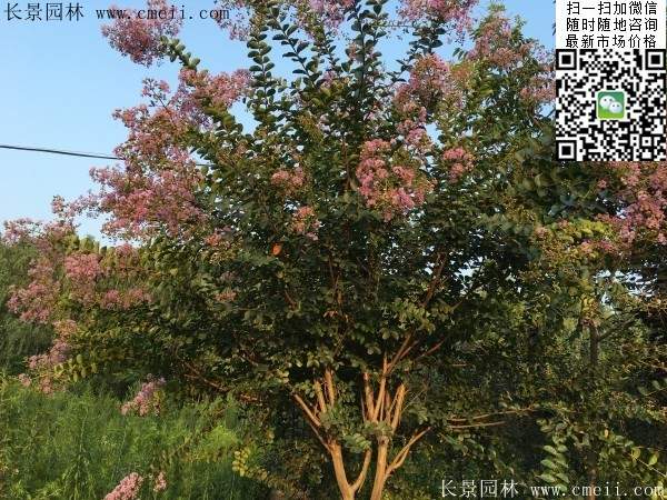 專家告訴你，市場上紫薇花樹價格是多少？