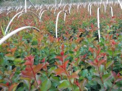 現在紫薇基地的紫薇樹多少錢一顆？