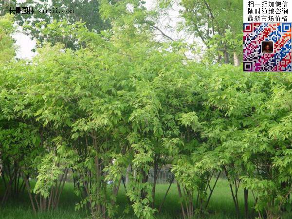 2米高的金銀木多少錢(qián)一棵