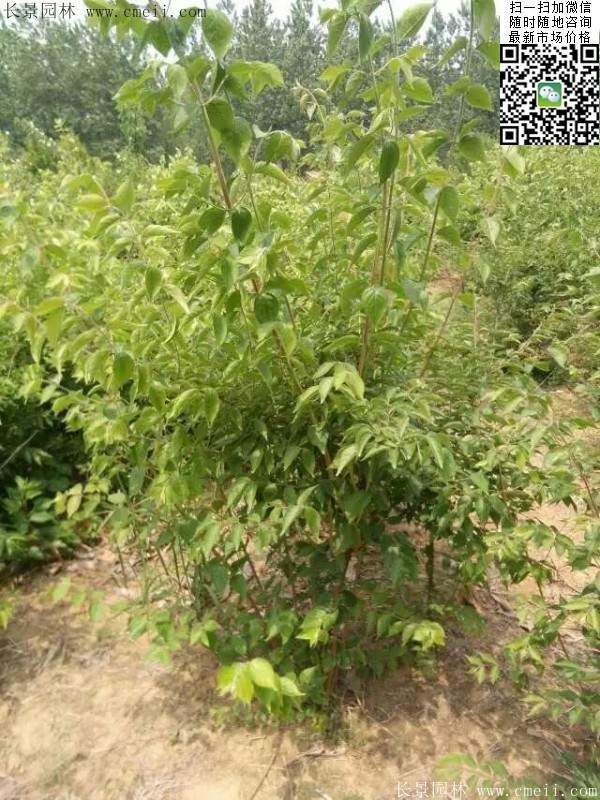 金銀木基地 金銀木基地