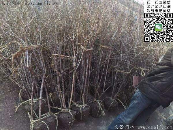 金銀木價(jià)格 金銀木價(jià)格