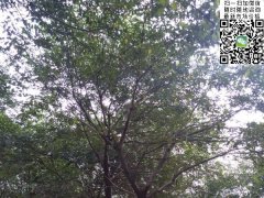 櫸樹不管是在綠化界，還是在建筑界都會令你刮