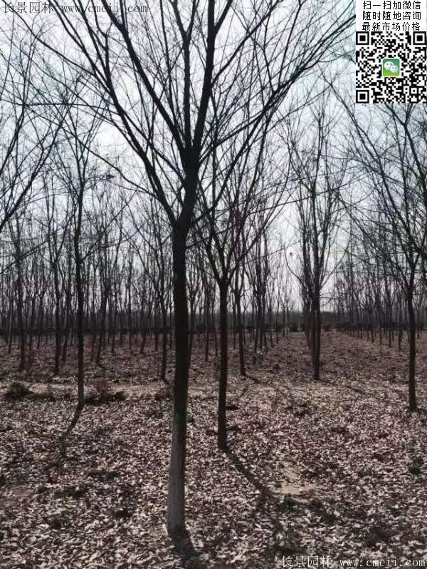 沭陽櫸樹 沭陽櫸樹