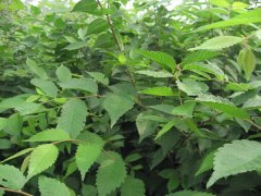 什么都是有身價的，那櫸樹的身價是多少呢？