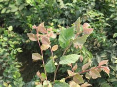 淺談櫸樹在未來的綠化路上，能否站住腳 