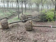 櫸樹還有這一層意思啊！到底是“種櫸”還是“