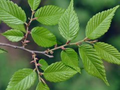 重大新聞！較大的櫸樹基地照曝光了，貌似價格