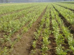 顯赫一時的櫸樹，它的過去、現在、未來是什么