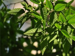 櫸樹為什么又叫作血櫸，這其中有什么奧秘嗎?