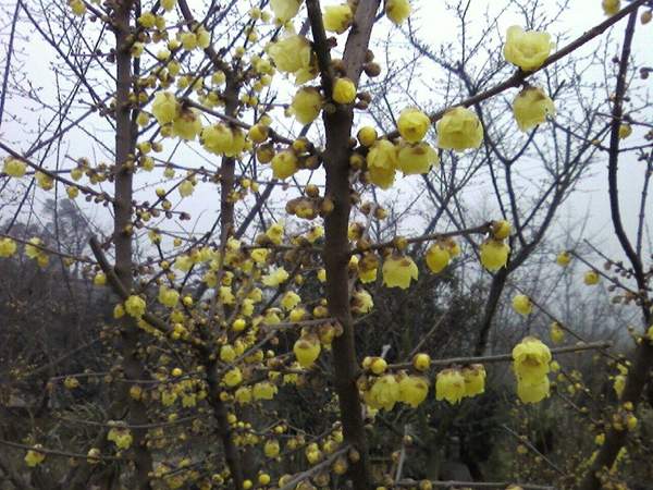 沭陽臘梅花 沭陽臘梅花
