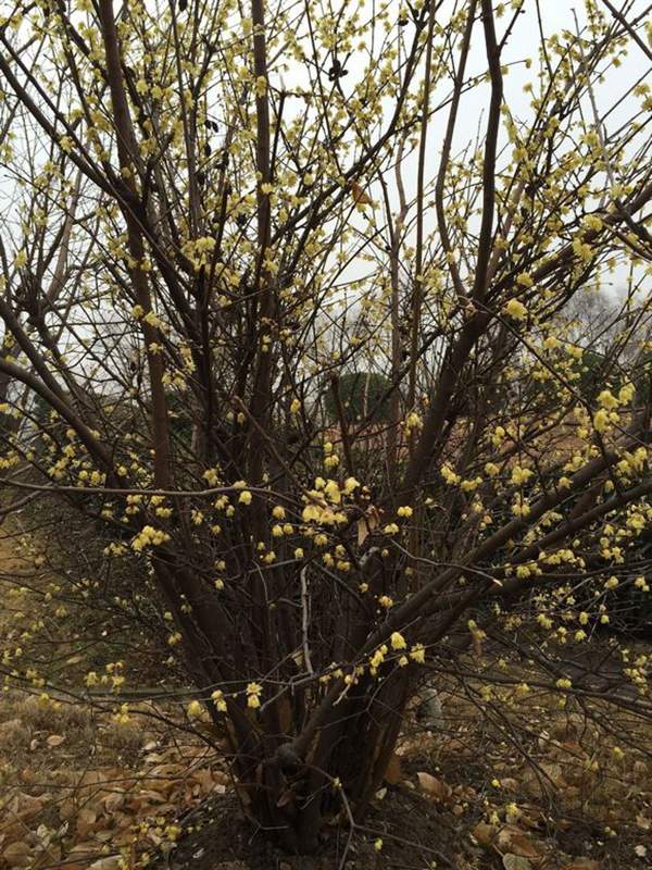 華東臘梅樹批發