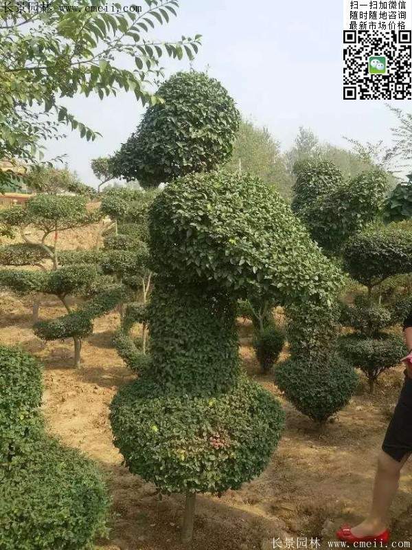 小葉女貞--長景園林 小葉女貞--長景園林