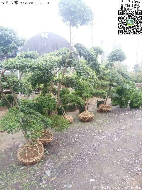 小葉女貞--長景園林 小葉女貞--長景園林