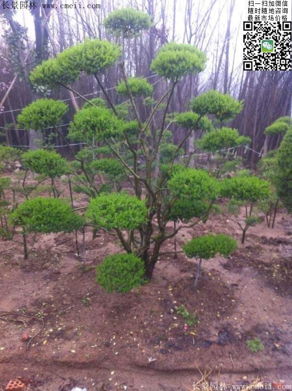 小葉女貞--長景園林 小葉女貞--長景園林