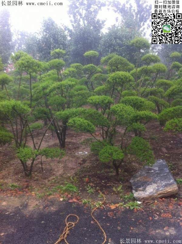 小葉女貞--長景園林 小葉女貞--長景園林