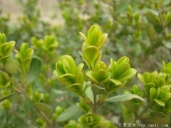 專家分析2016年下半年小葉黃楊多少錢一株？