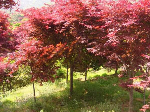 紅楓基地實拍圖片