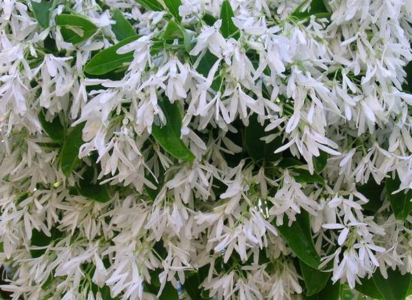 流蘇基地 流蘇基地