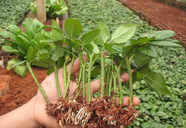 玫瑰花苗 玫瑰花苗