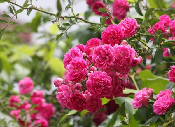 沭陽(yáng)薔薇花